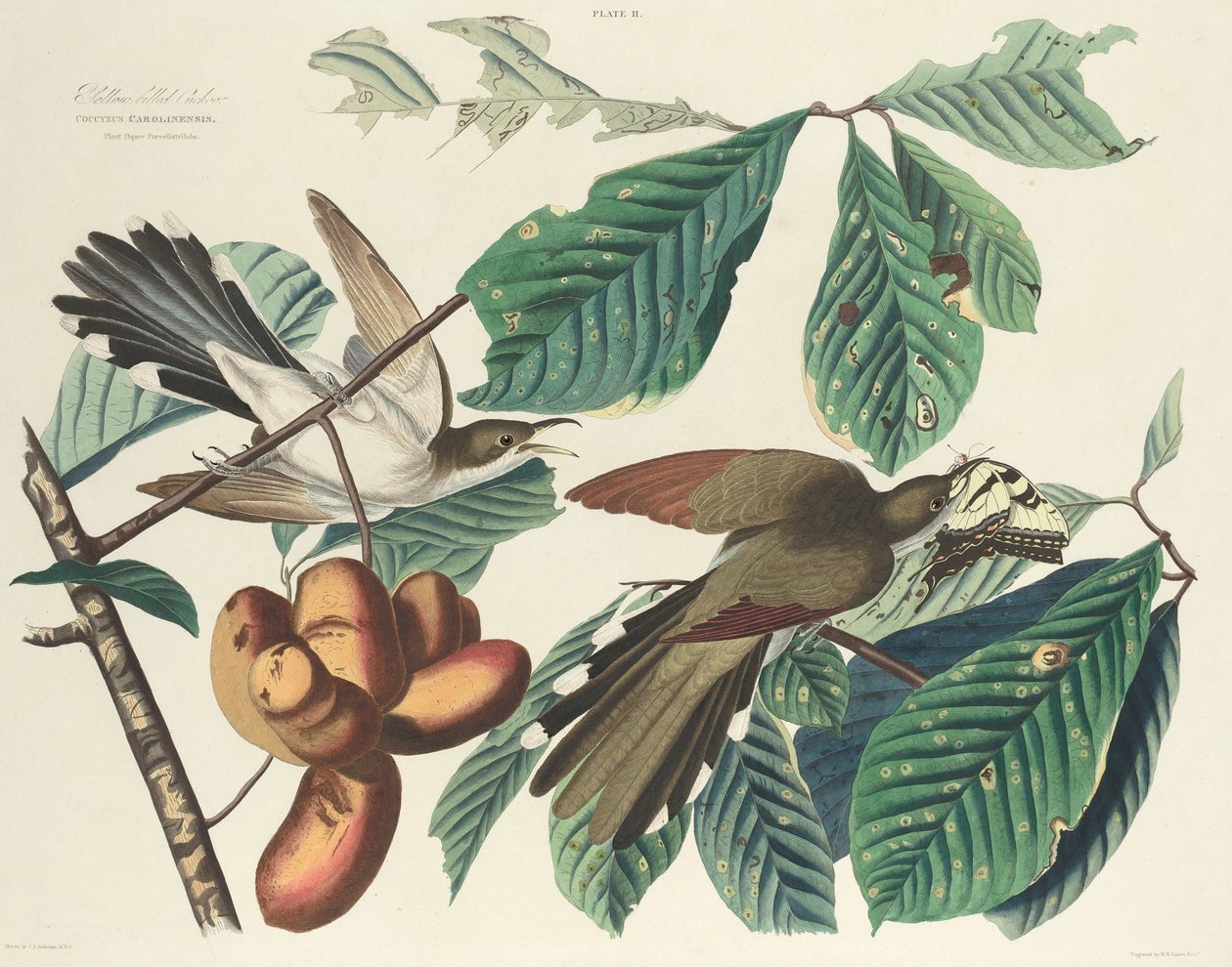 Gulnäbbgök av William Home Lizars after John James Audubon