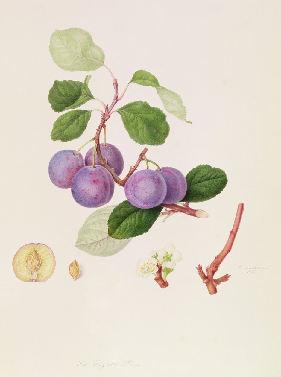 The Royale Plum, 1815 av William Hooker