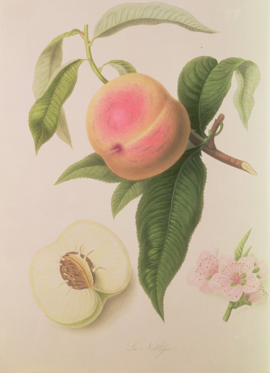 Noblesse Peach av William Hooker