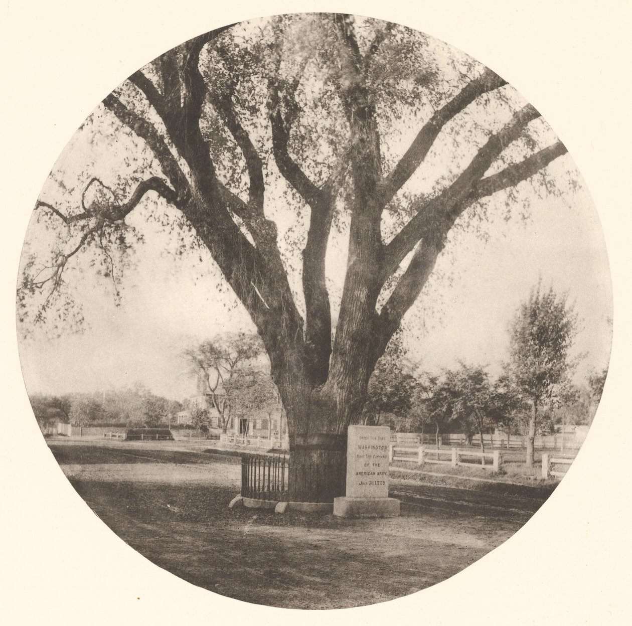 The Washington Elm av William J. Stillman