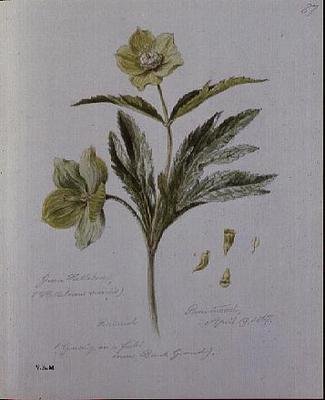 Grön Hellebore, målad på Brantwood av William James Linton