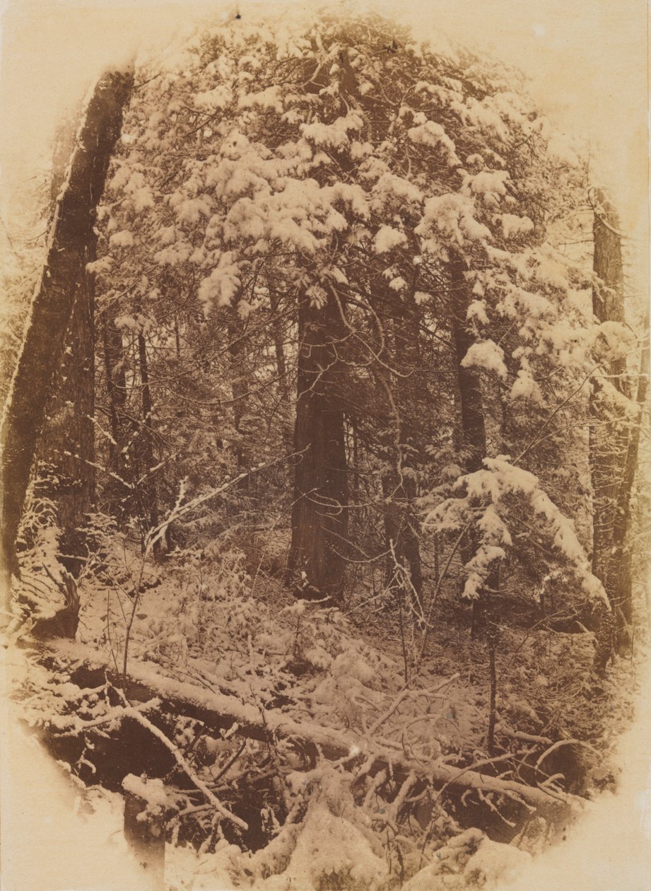 Untitled (Woods in Snow) av William James Stillman
