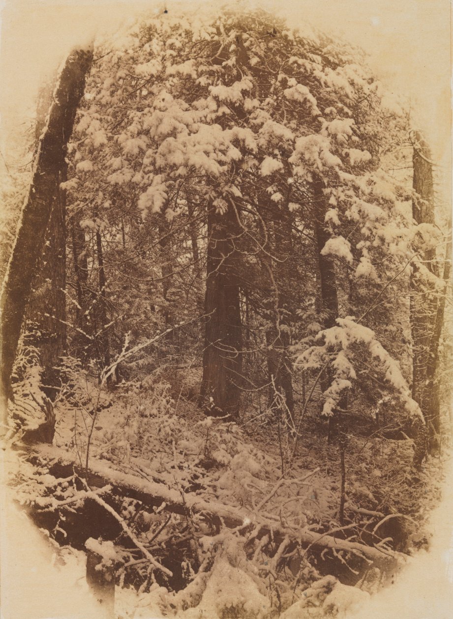 Utan titel Woods in Snow, 1859. av William James Stillman