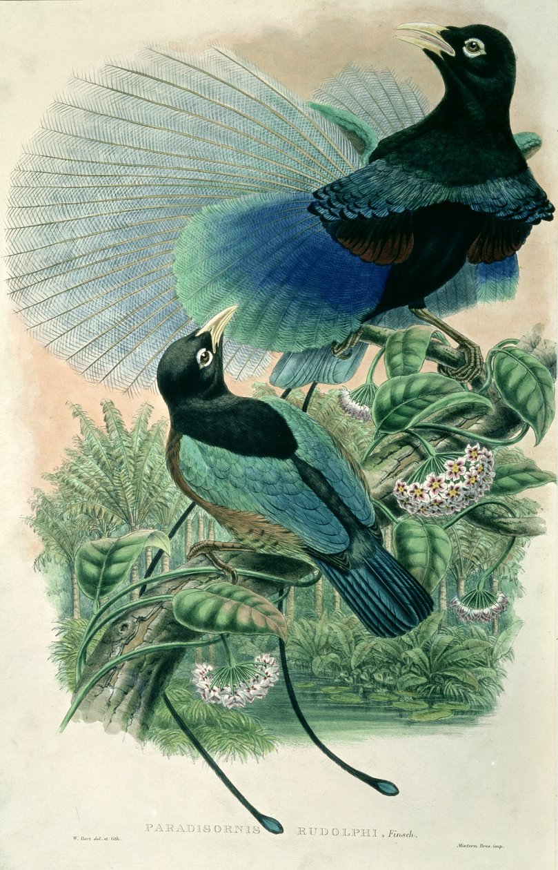 Blue Bird of Paradise (färg litho) av William Matthew Hart