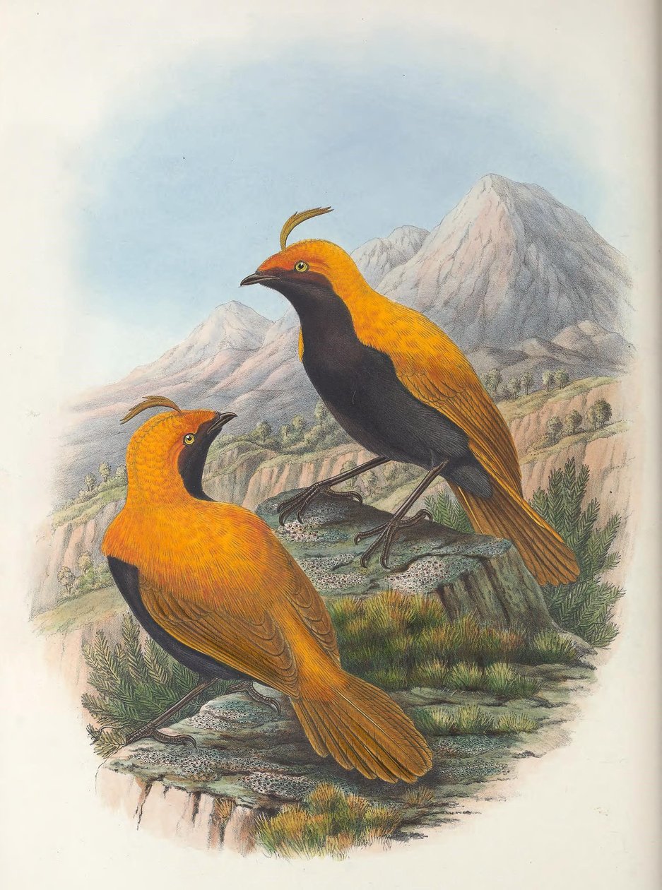 Hart Cnemophilus macgregorii gröda av William Matthew Hart
