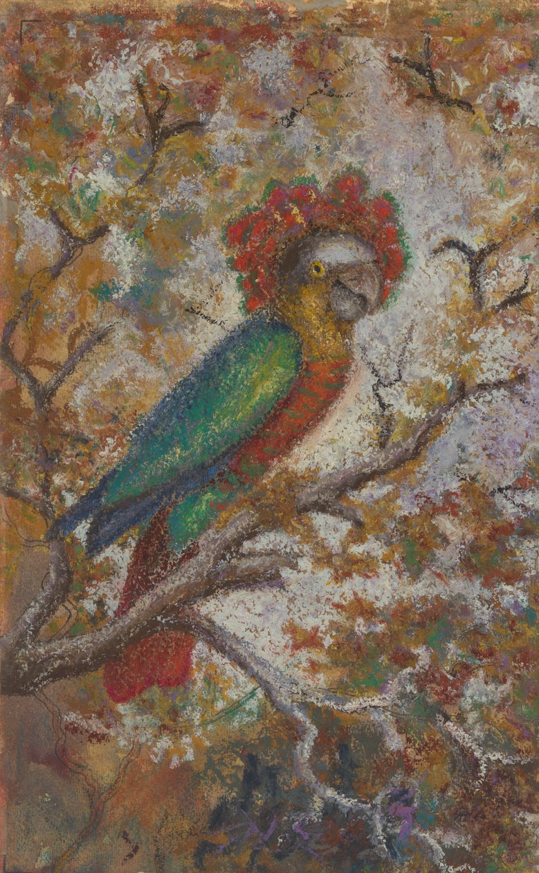 Papegoja, 1909. av William N. Buckner