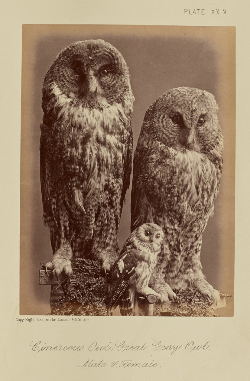 Cinereous uggla; Stor grå uggla. Hane  hona av William Notman