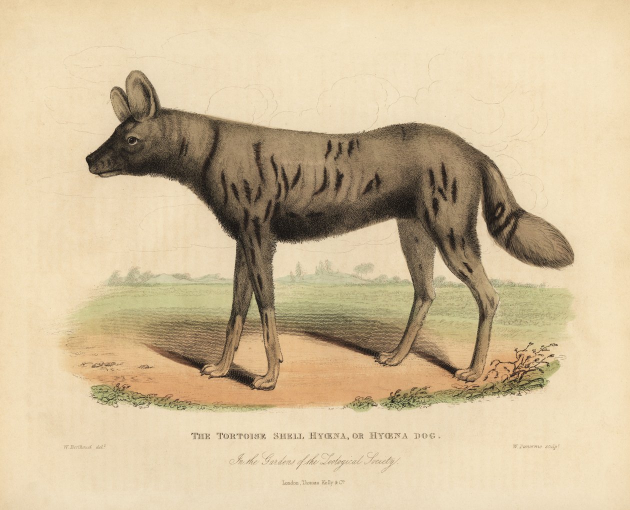 Afrikansk jakthund, Lycaon pictus. av William Smellie