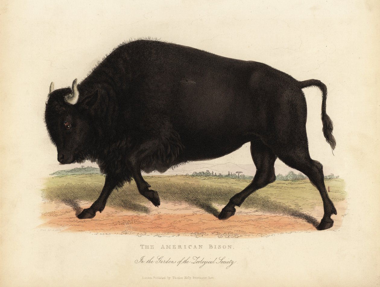 Amerikansk bison eller buffel, bison bison. av William Smellie