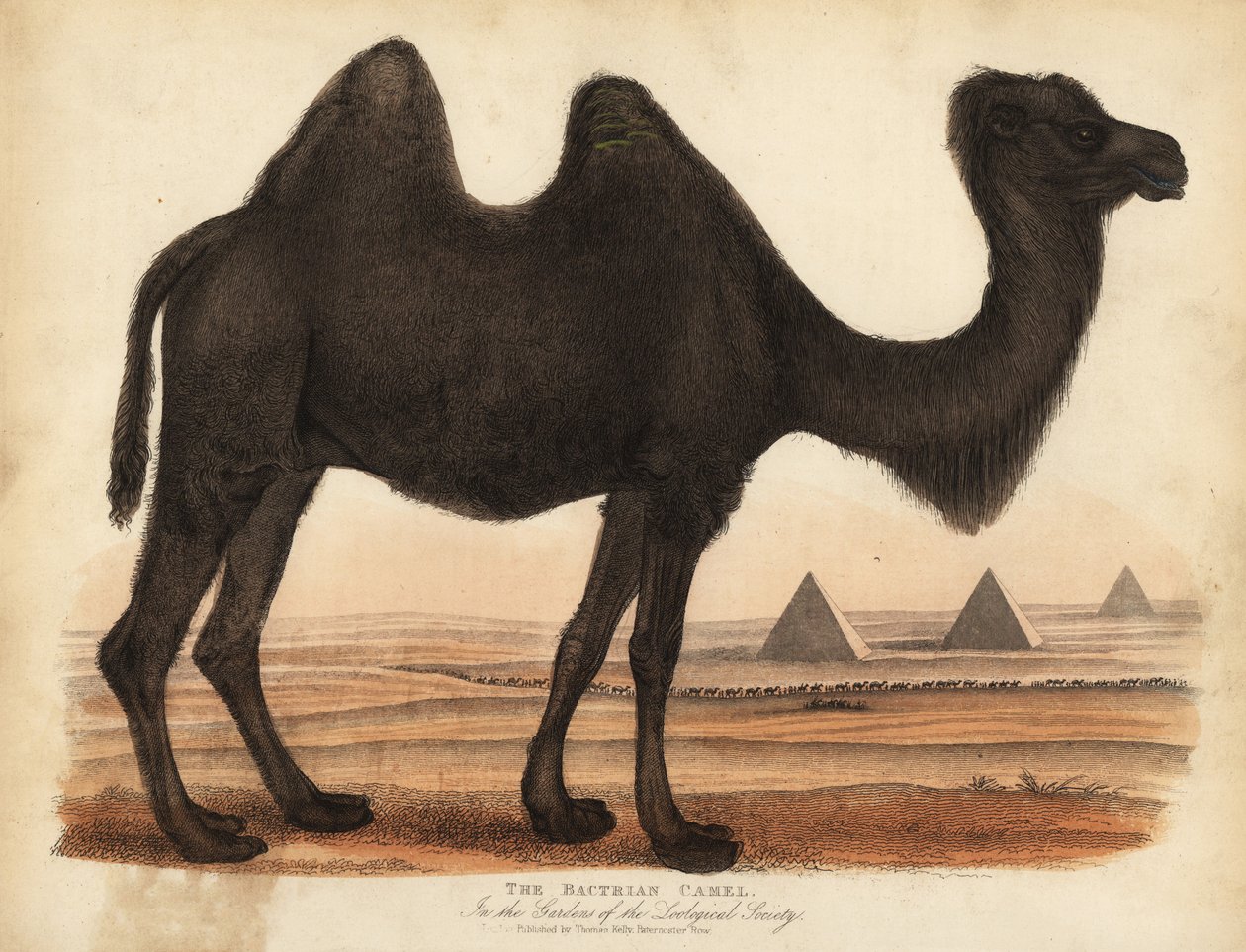 Bakterisk kamel, Camelus bactrianus. av William Smellie