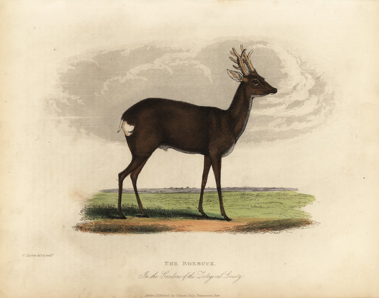 Europeisk rådjur, Capreolus capreolus. av William Smellie