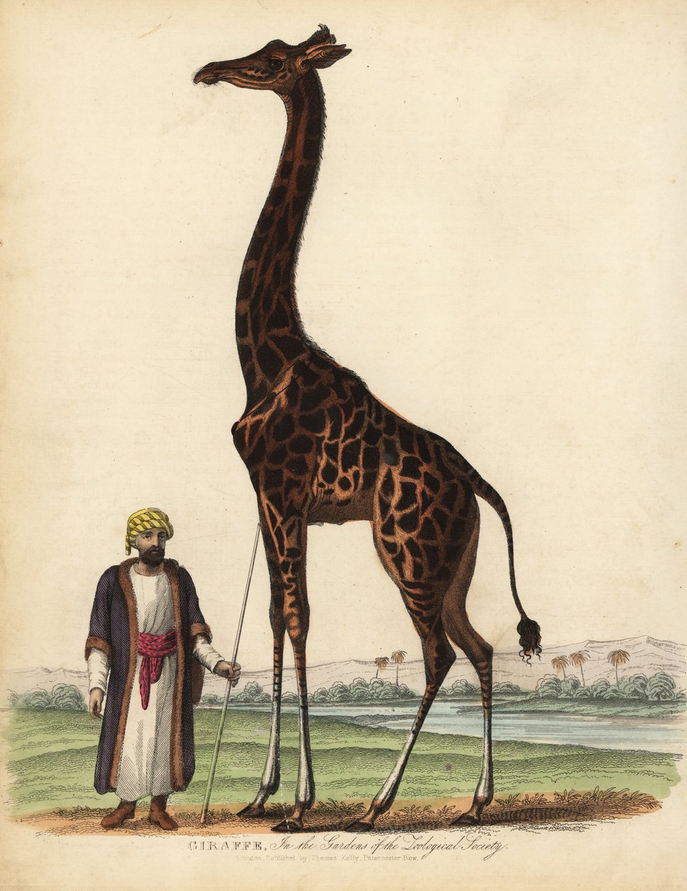 Giraff, Giraffa camelopardalis. av William Smellie