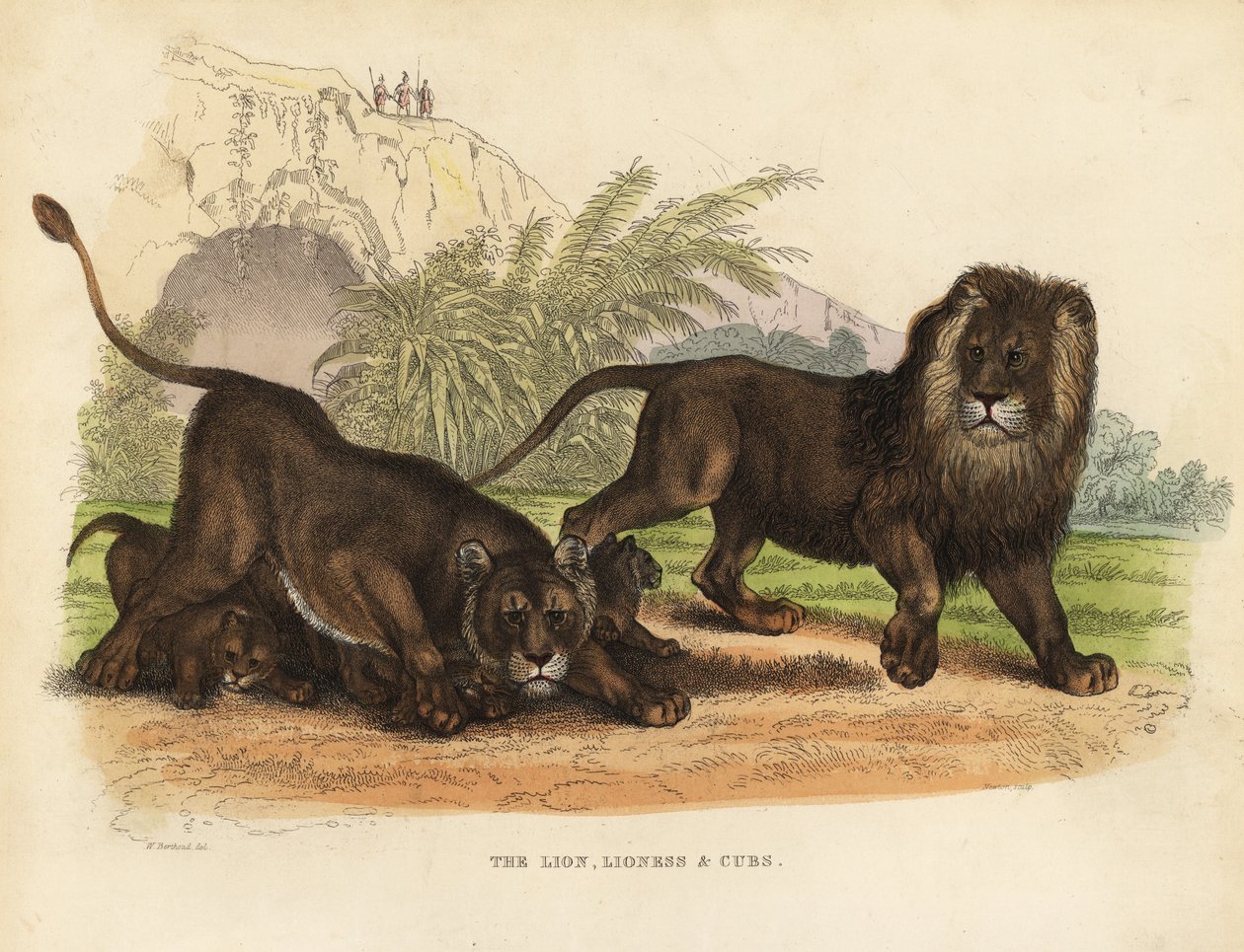 Lejon, lejoninna och ungar, Panthera leo. av William Smellie