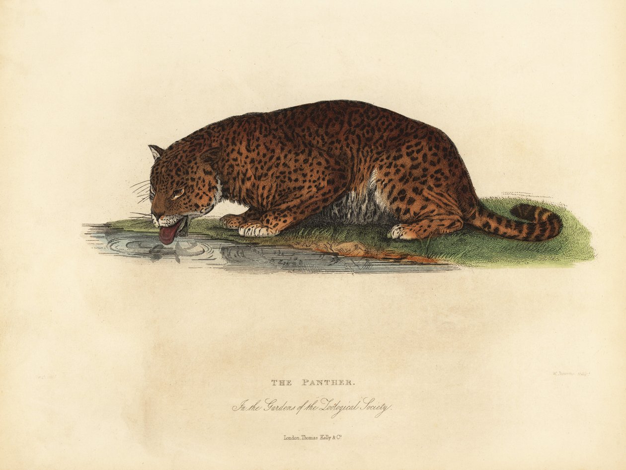 Panther, Panthera pardus och Panthera onca. av William Smellie