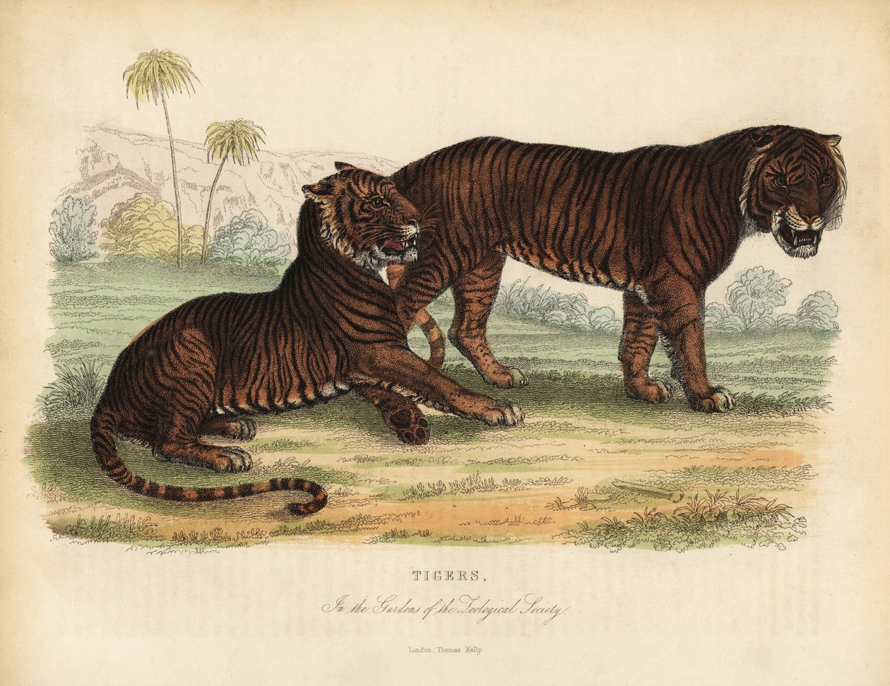 Tiger, Panthera tigris, utrotningshotad. av William Smellie