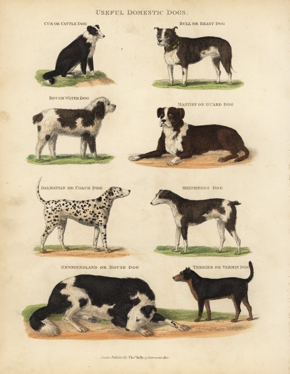 Användbara tamhundar, Canis lupus familiaris. av William Smellie