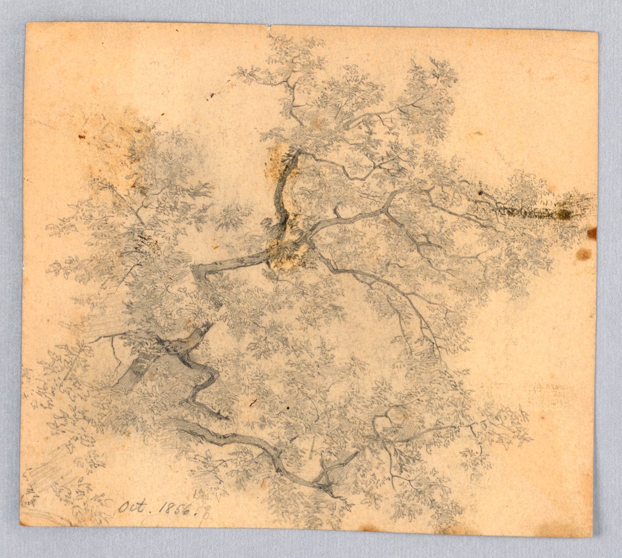 Studie av alm av William Trost Richards