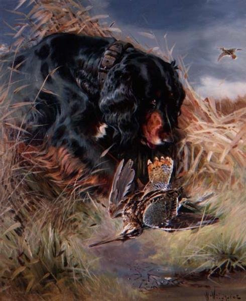 Gordon Setter bland vass av William Woodhouse