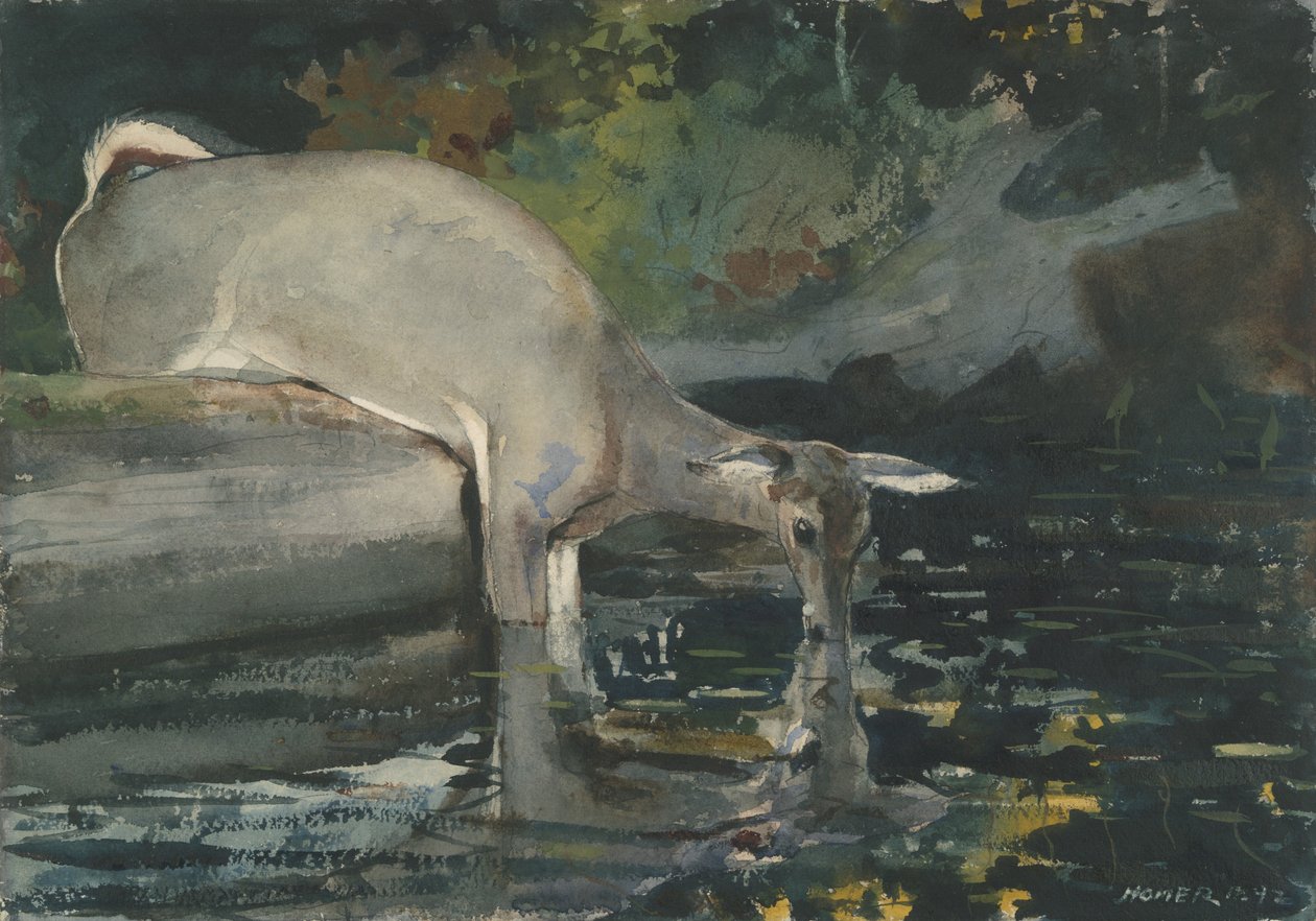 Deer Drinking, 1892 (wc på papper) av Winslow Homer