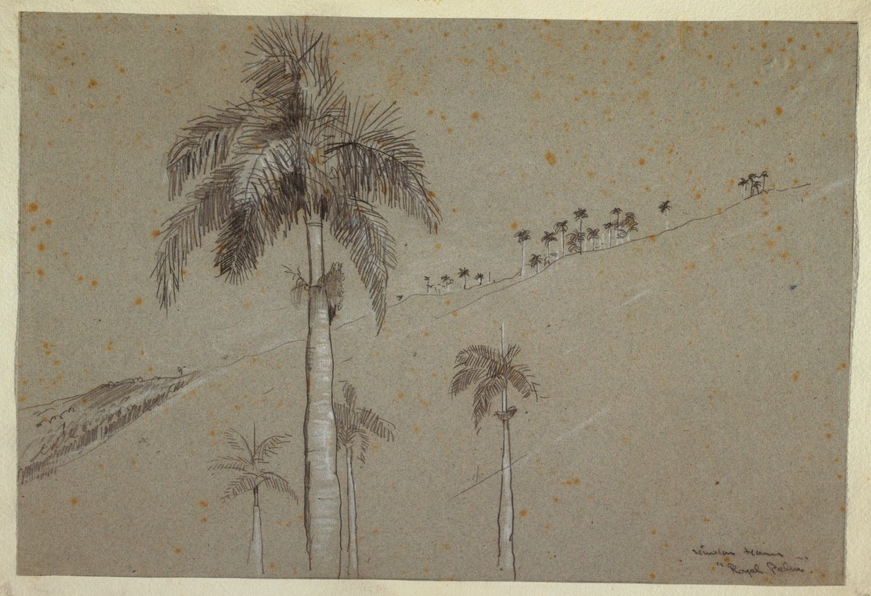 Ritning, Royal Palm, Kuba, 1885 av Winslow Homer