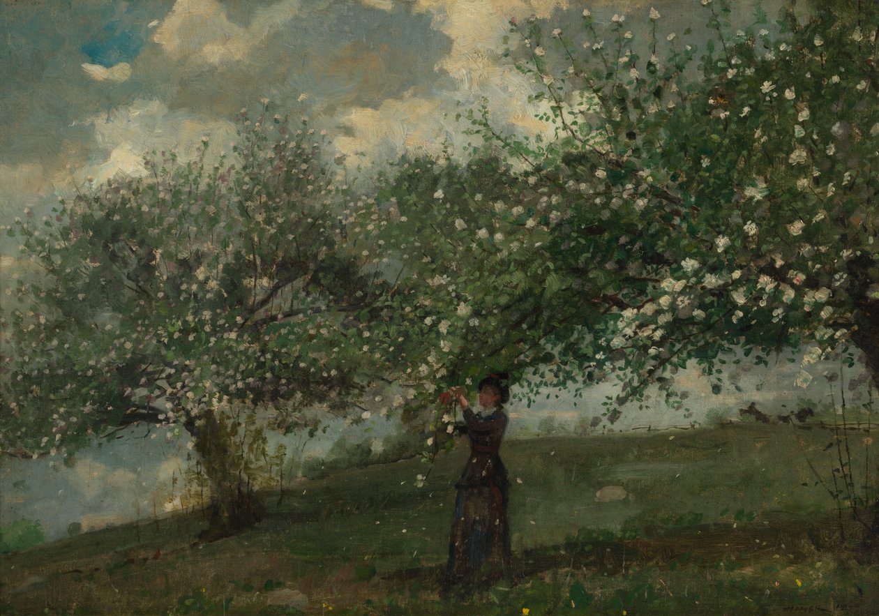 Flicka som plockar äppleblommor av Winslow Homer