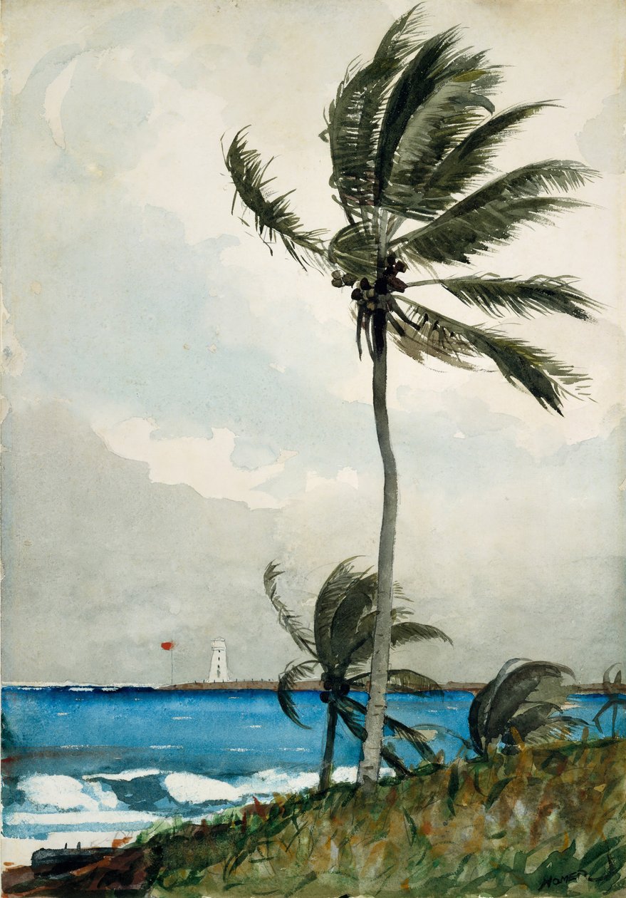 Palmträd, Nassau, 1898. av Winslow Homer