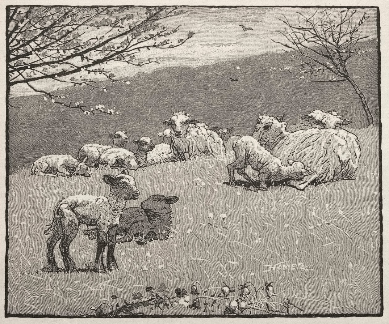 Vårlamm, 1880. av Winslow Homer