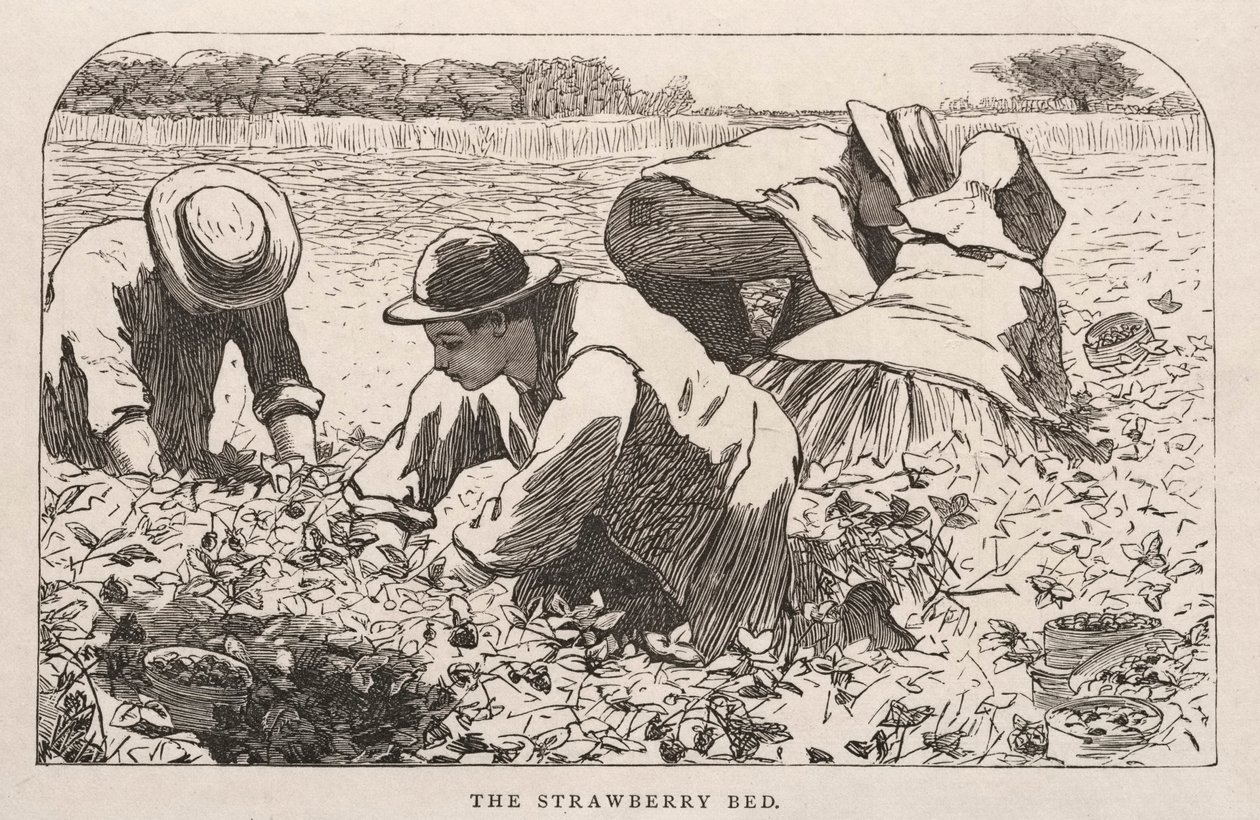 Sängen med jordgubbar av Winslow Homer