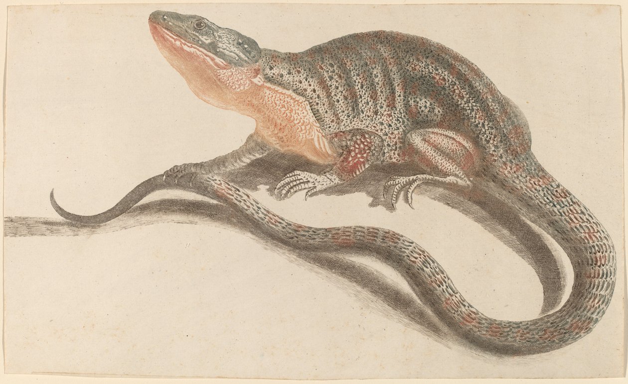 Ödla, 1680-1690-tal. av Workshop of Johann Teyler