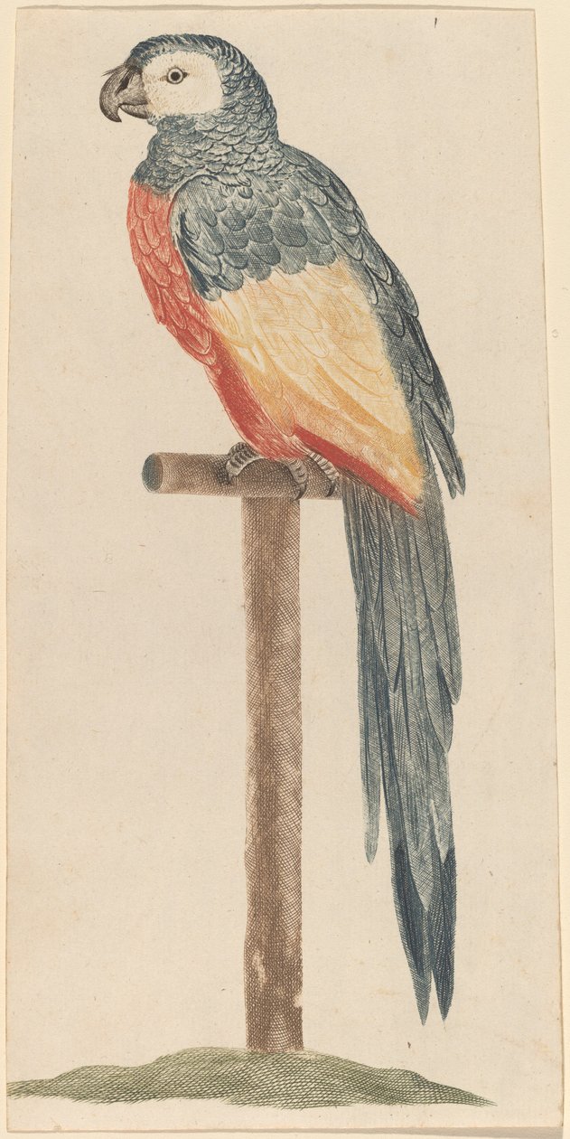 Papegoja, 1680-1690-tal. av Workshop of Johann Teyler