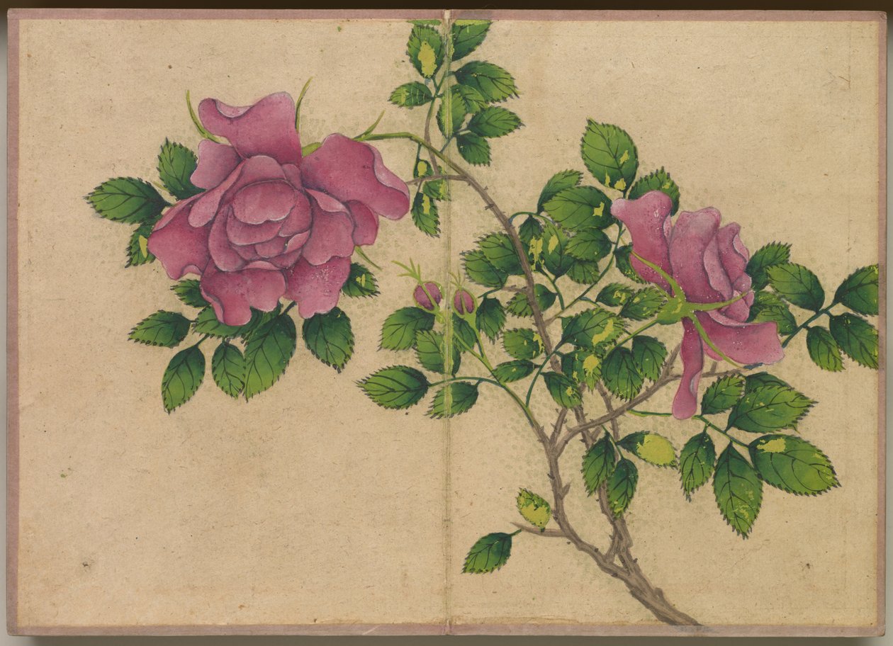 Skrivbordsalbum: Flower and Bird Paintings (Rose) av Zhang Ruoai