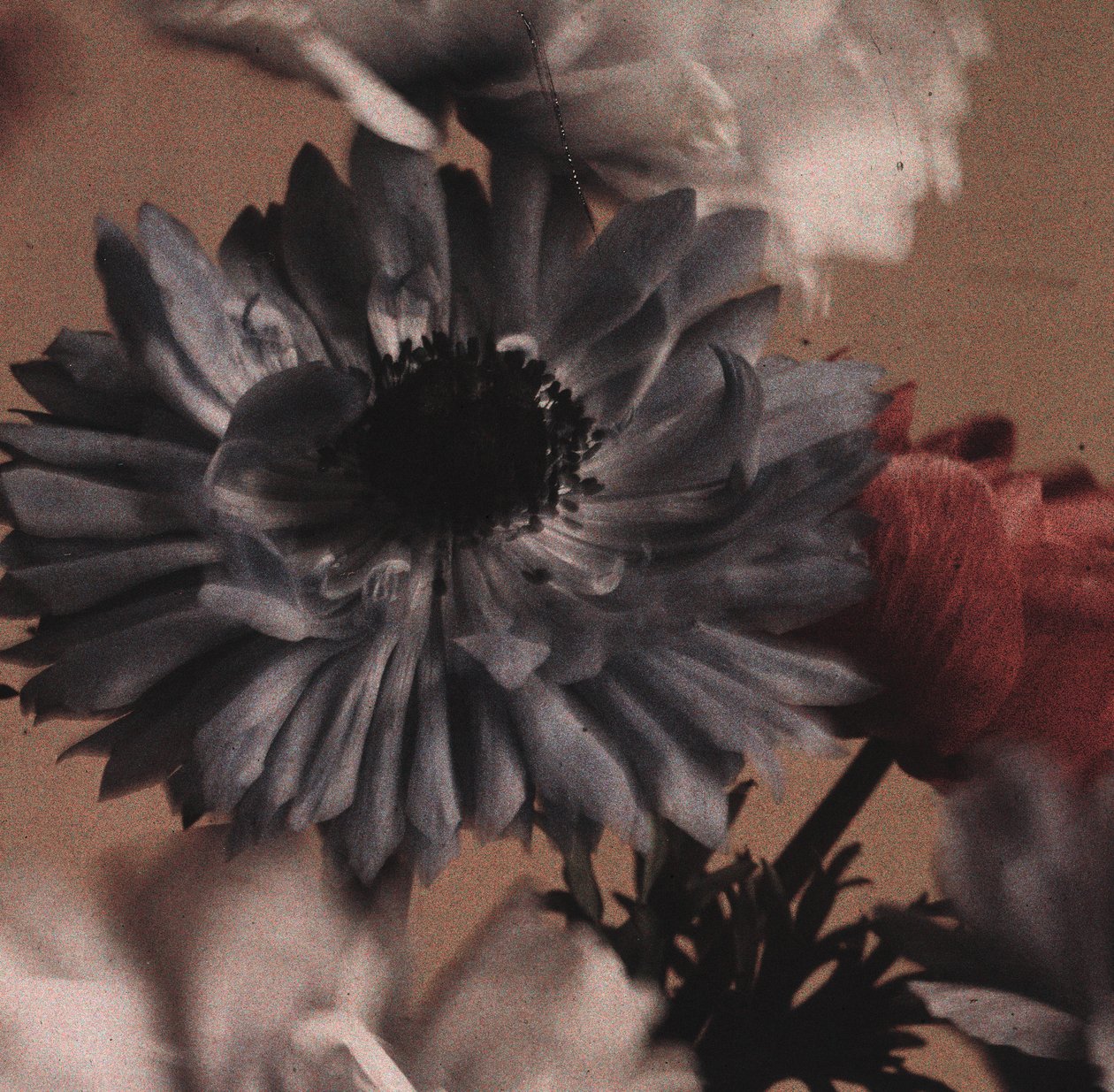 "Anemoner" (Anemonblommor) av Frederick (attr. to) Barnard