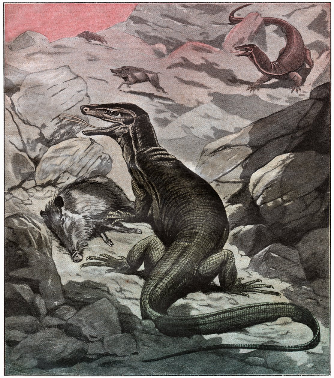 Asiatisk vattenmonitor, ca 1925 av . .