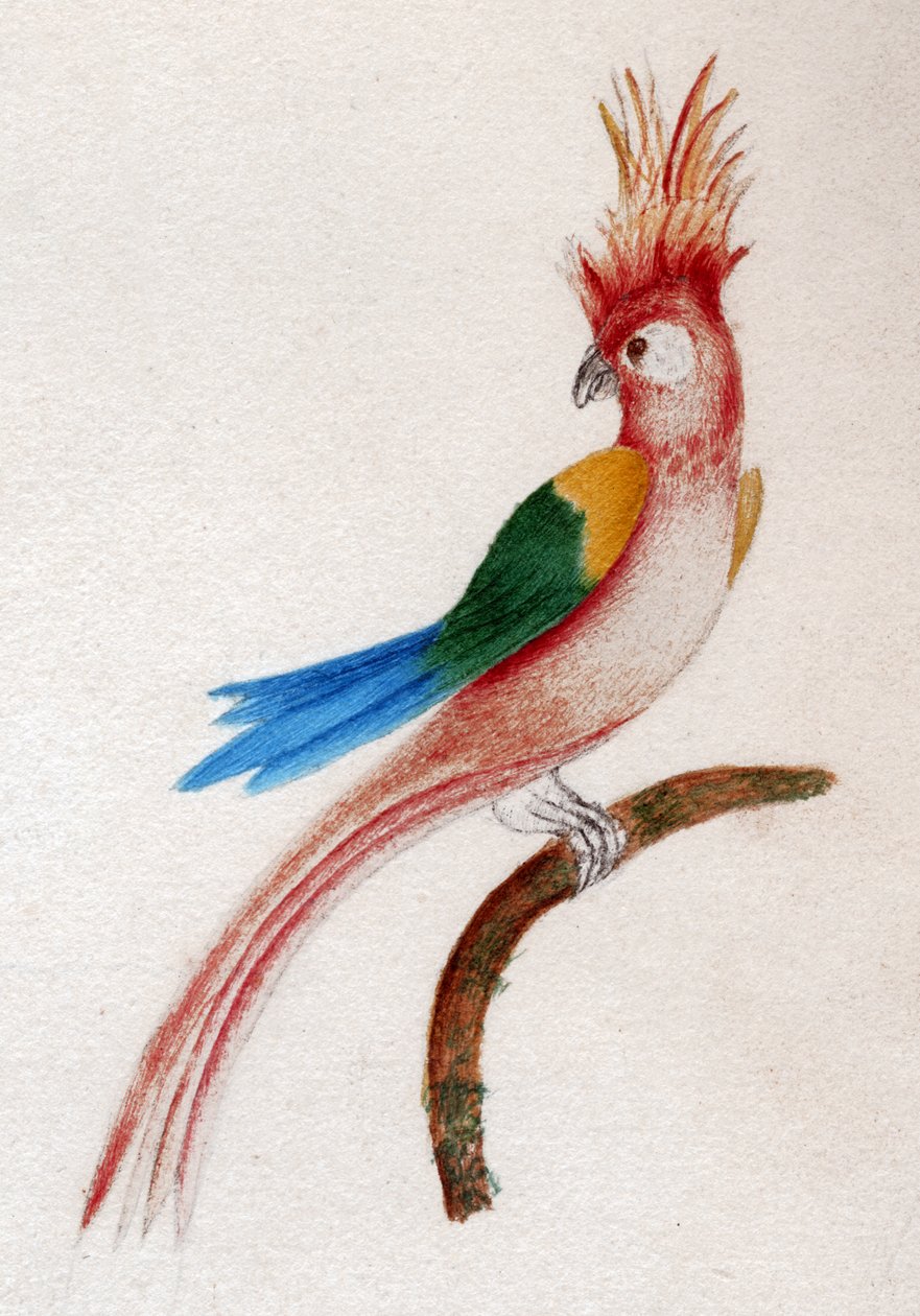 Crested parakit av . .