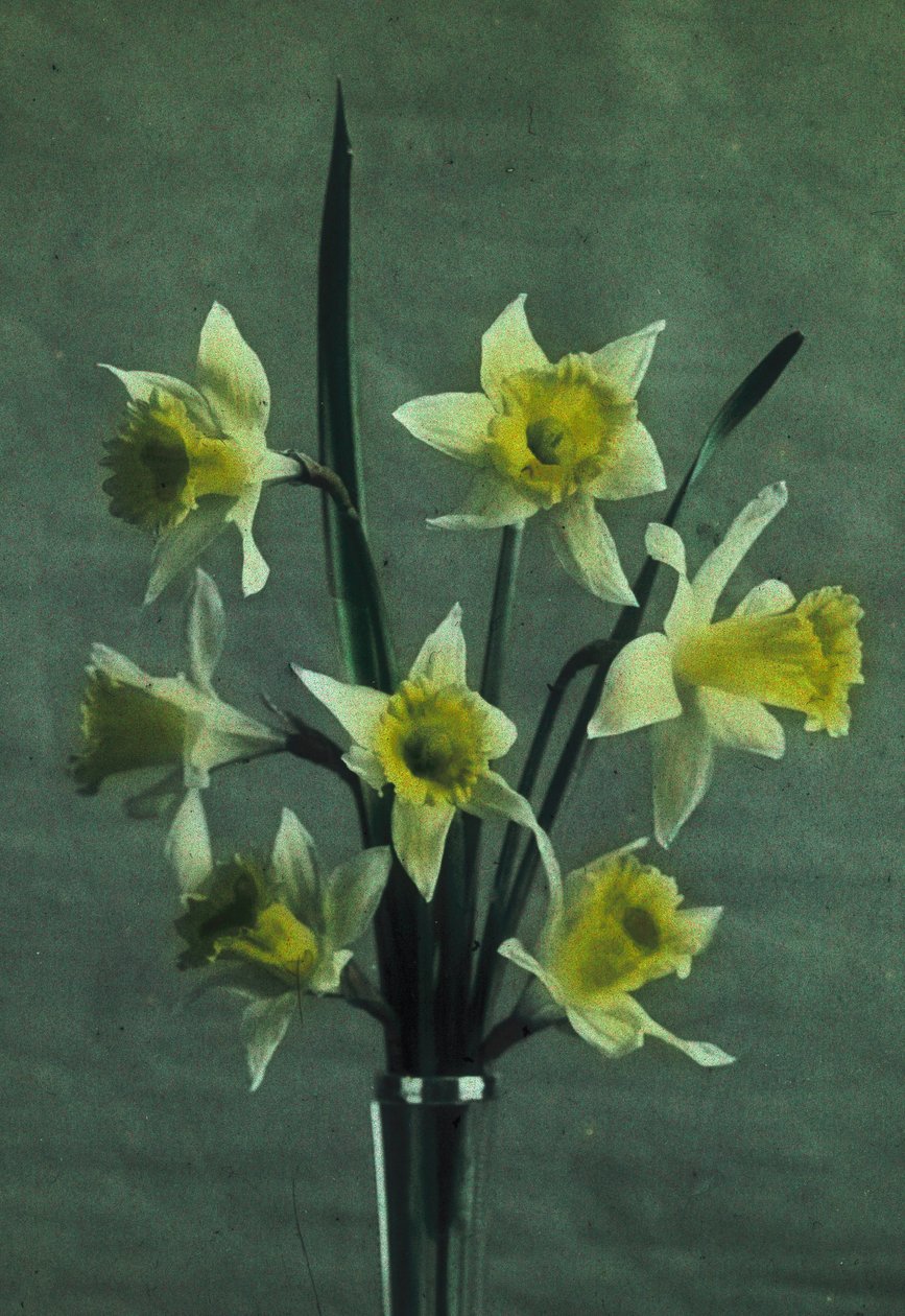 "Påskliljor" (Påsklilja - Golden Spur) av Frederick (attr. to) Barnard