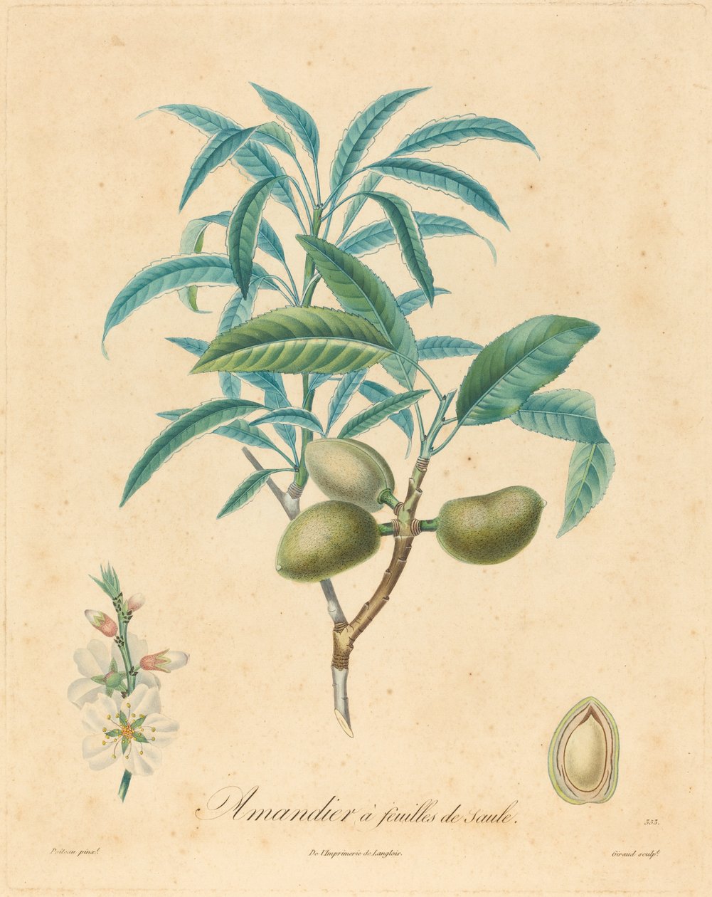 Mandelträd med pilblad av after A. Poiteau