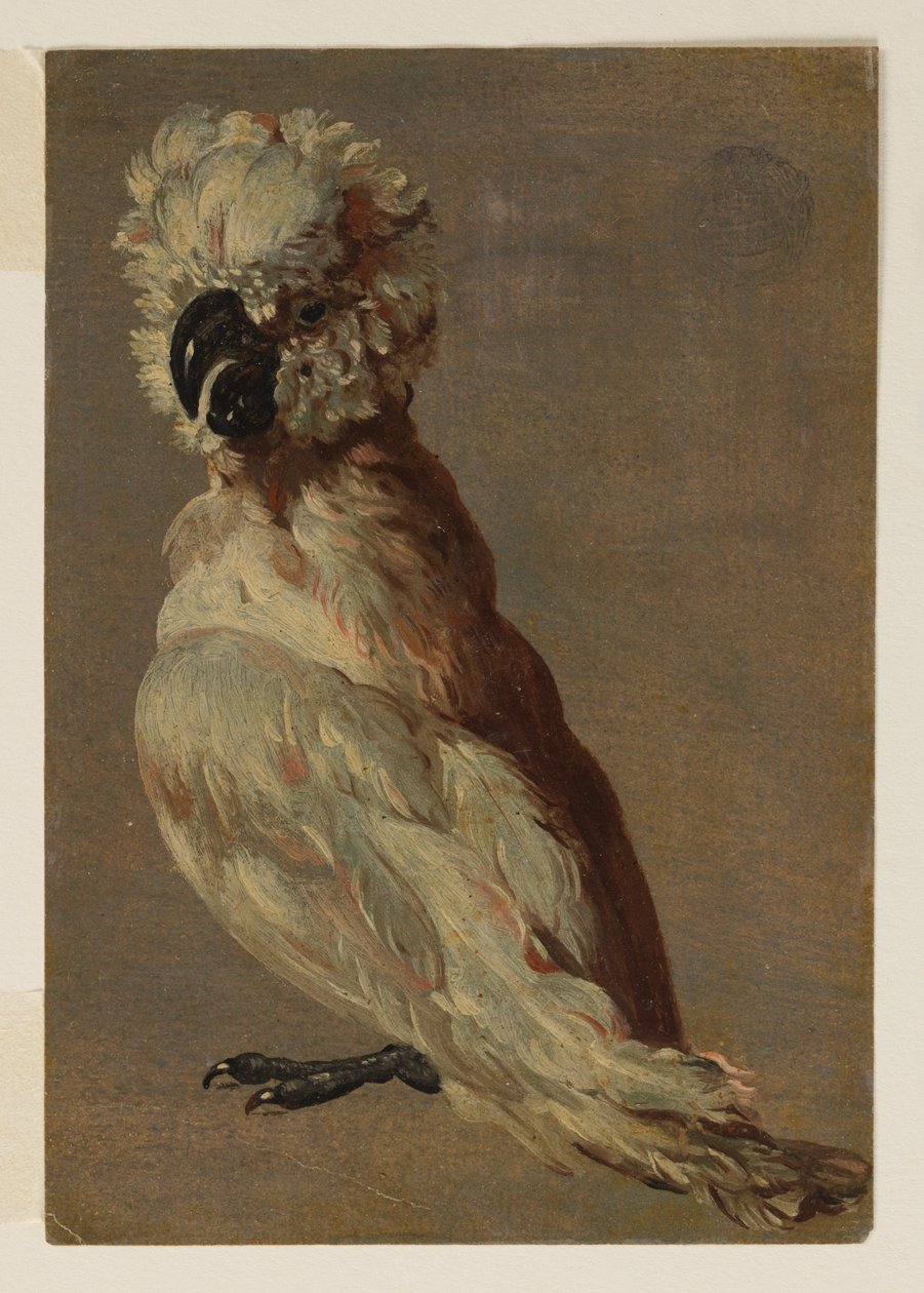 En vitbrun kakadua av after Frans Snyders
