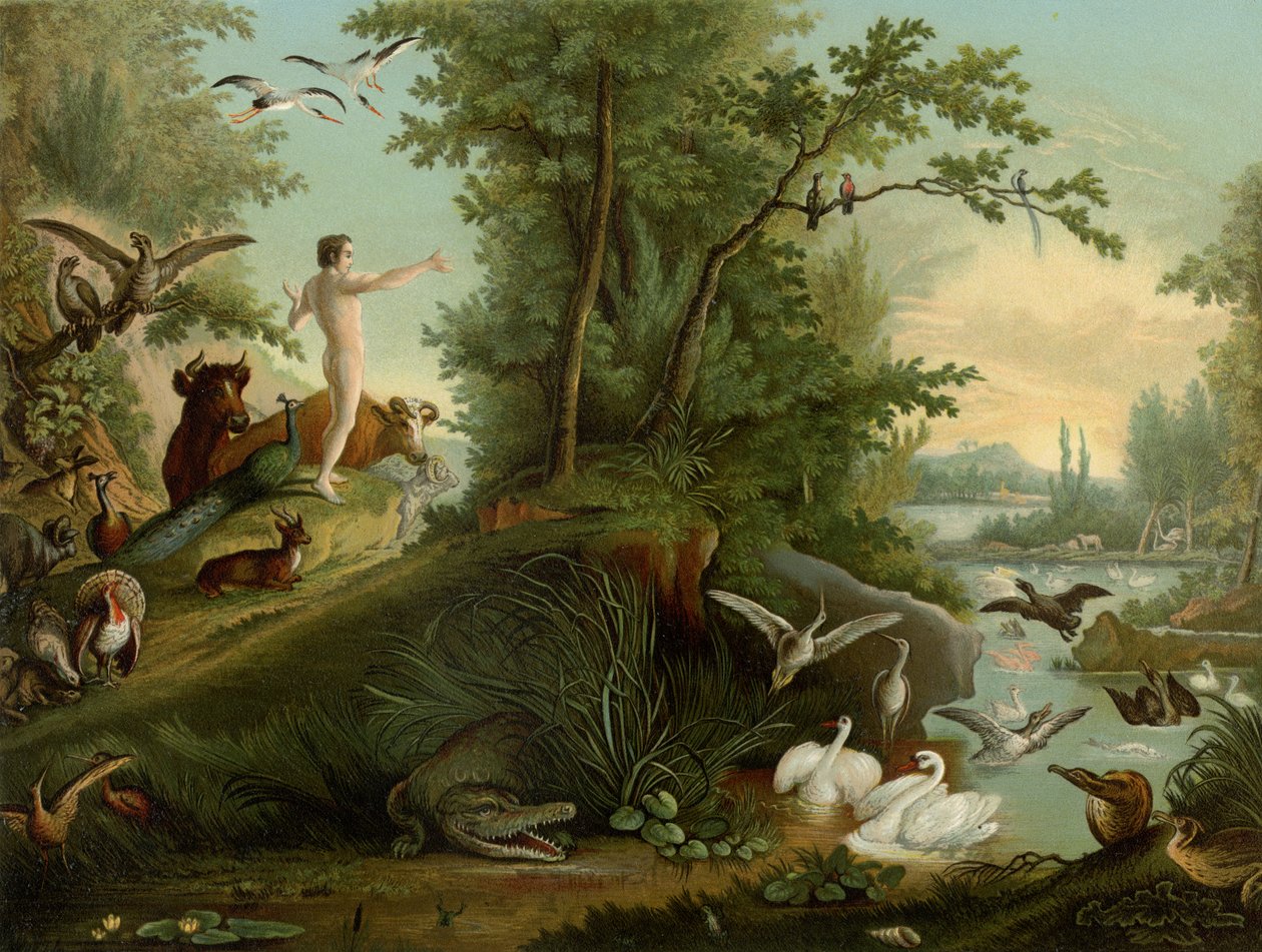 Adam i paradiset av Johann Elias Ridinger or Riedinger
