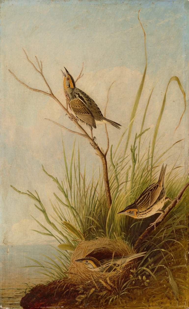 Skarpsvansfink av after John James Audubon Joseph Bartholomew Kidd