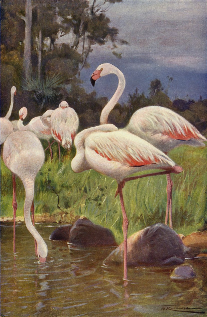 Flamingo av after Wilhelm Kuhnert