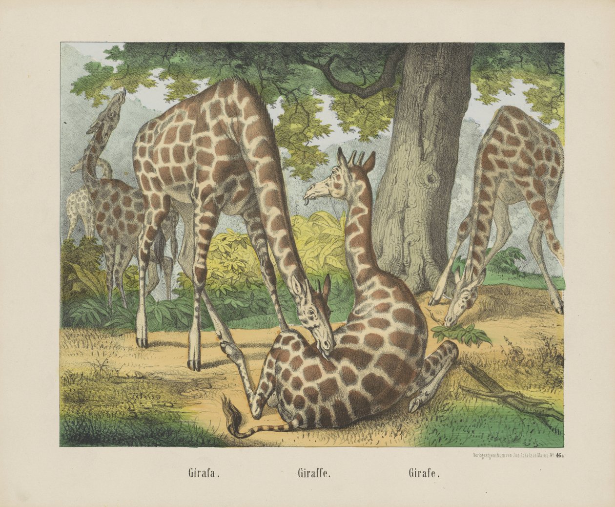 Girafa. / Giraff. / Giraffe (titel på objekt) av firma Joseph Scholz
