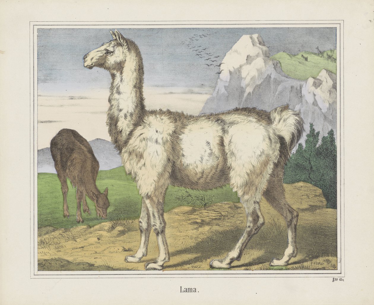 Lama (titel på objekt) av firma Joseph Scholz