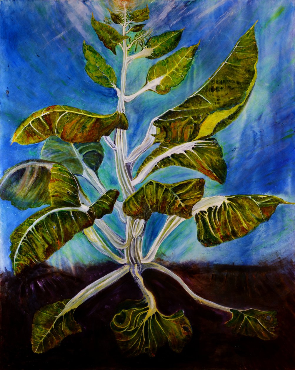 Bolted Chard, 2016 (olja på duk) av jocasta shakespeare