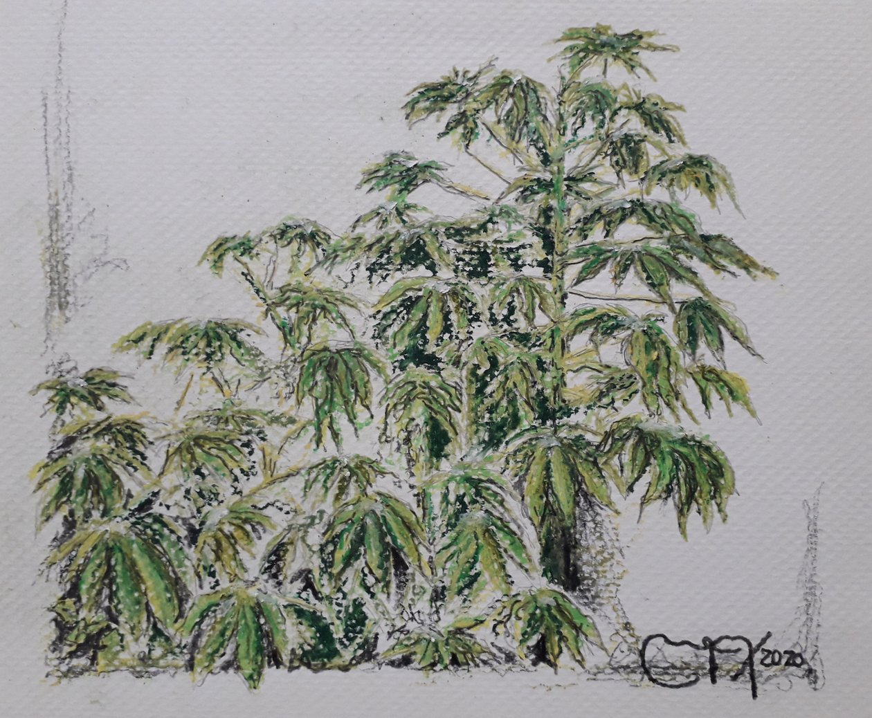 YUCA -ANLÄGG av miguelmendez_art.ve