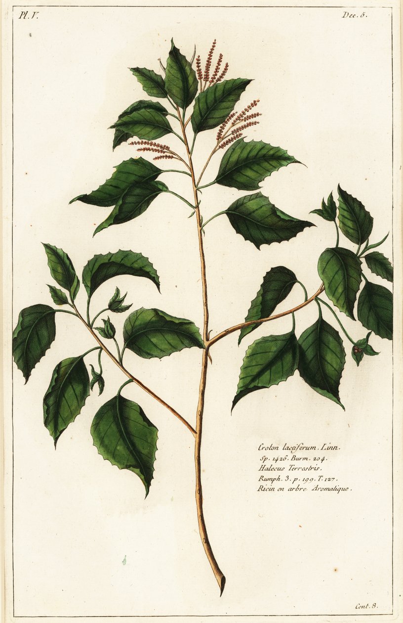 Candlenut, Croton laccifer av the Younger Dupin