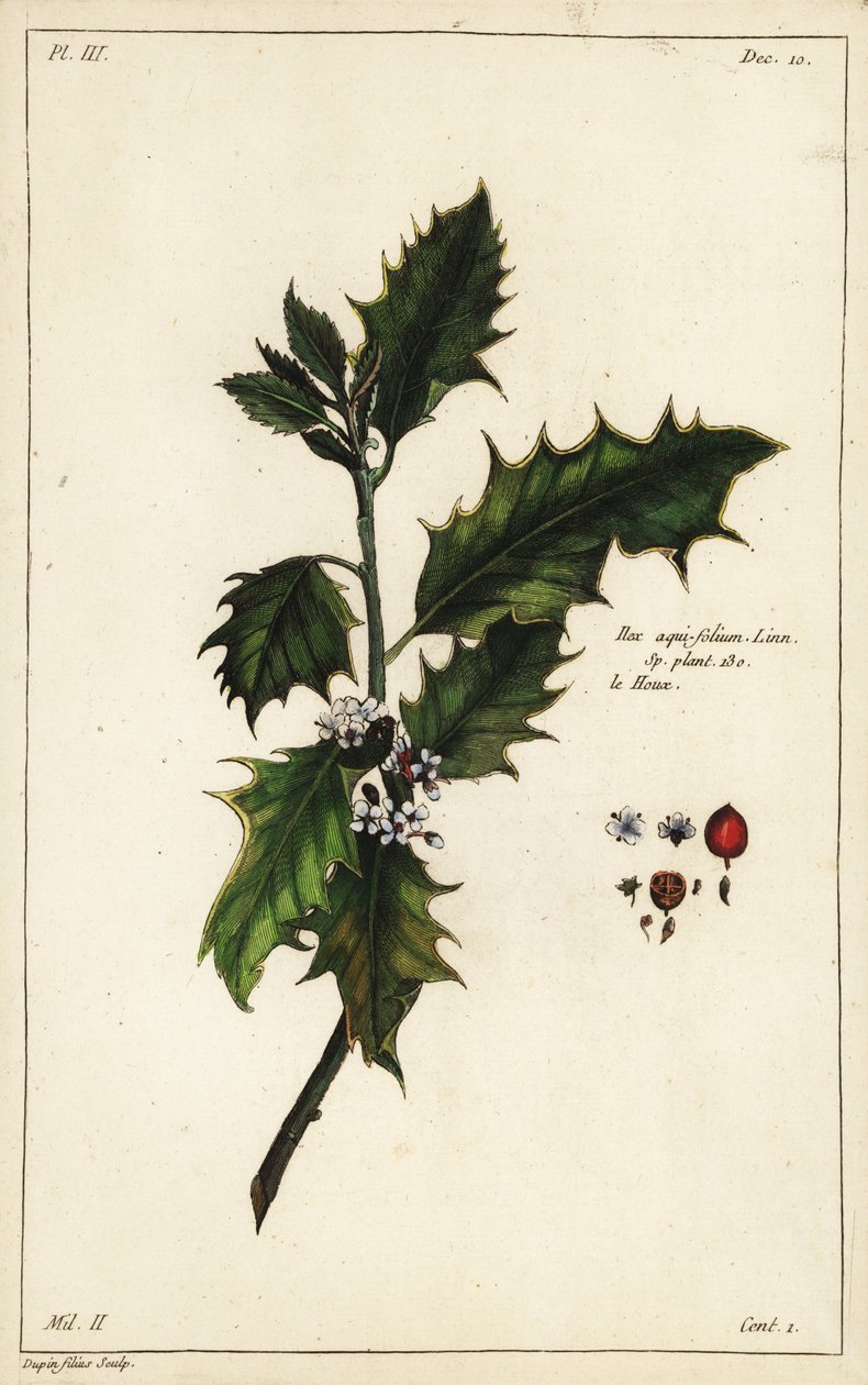 Europeisk järnek, Ilex aquifolium, Linn av the Younger Dupin