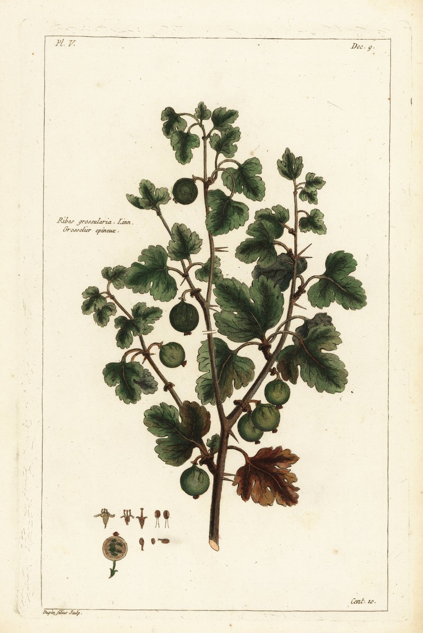 Krusbär, Ribes grossularia av the Younger Dupin
