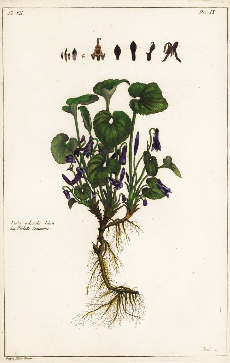 Söt viol, Viola odorata av the Younger Dupin