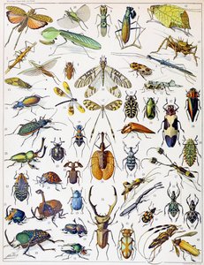 Illustration av insekter c.1923