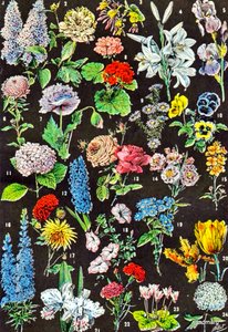 Illustration av trädgårdsblommor c.1923